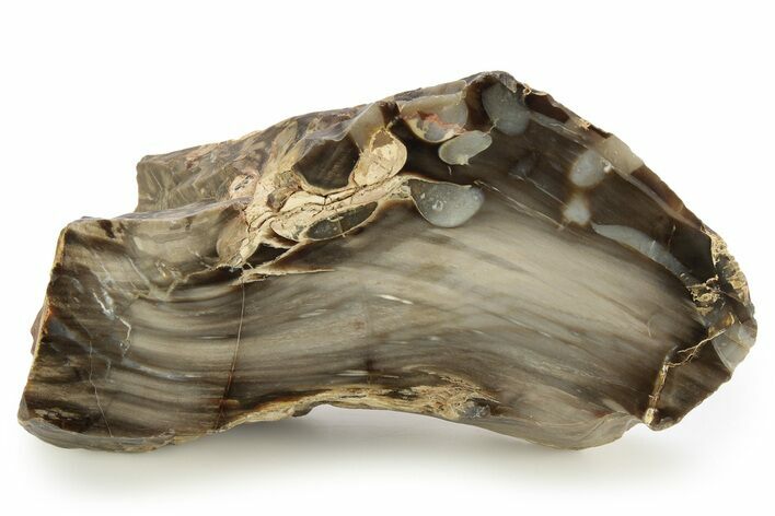 Petrified Peanut Wood Section - Australia #255789
